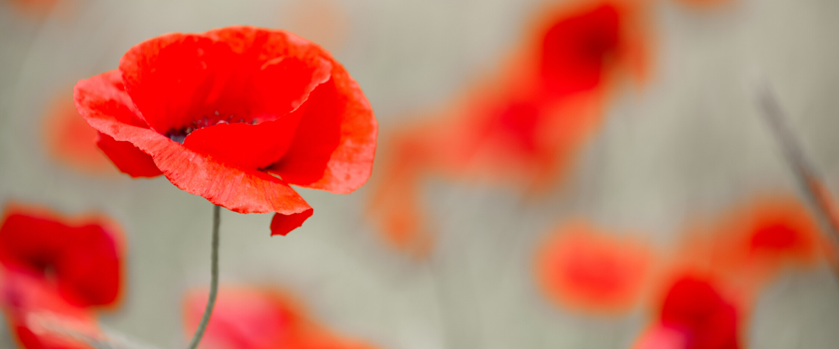 Photo of poppies